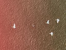 IMG-20260508-WA0010